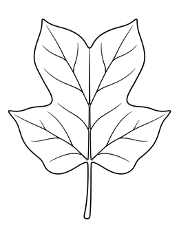 Tulip tree leaf outline on this kentucky coloring page.