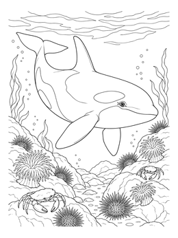 A killer whale coloring page showing an orca swimming over rocks with crabs and sea anemones.