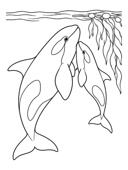 A mother orca and calf swim together in this killer whale coloring page.