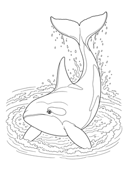 An energetic killer whale coloring page showing an orca arching over ocean waves and water splashes.