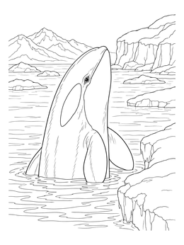 An orca rises out of arctic water in this killer whale coloring page.