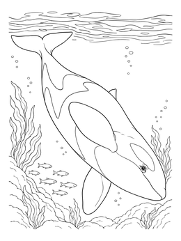 Detailed killer whale coloring page showing an orca diving near sea plants and small fish.