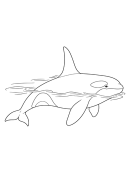A realistic killer whale coloring page showing an orca surfacing above calm ocean water.