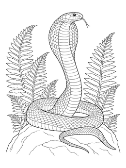 A detailed king cobra coloring page showing the snake coiled on a rock with jungle ferns.