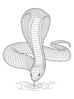 A detailed king cobra coloring page showing the snake drinking from clear rippling water.