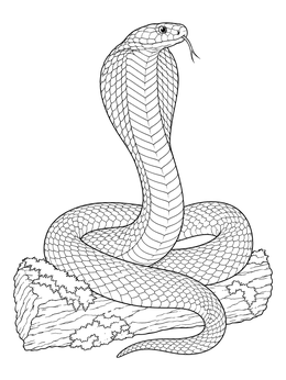 Realistic king cobra coloring page resting on a textured log.