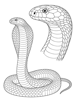 A detailed king cobra coloring page featuring a coiled snake and a close-up profile of its head.