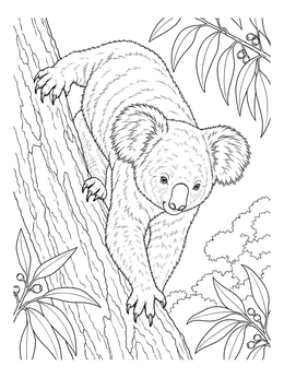 A detailed koala coloring page showing the animal descending a eucalyptus tree.