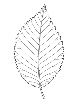 A detailed leaves coloring page featuring a serrated American elm leaf.