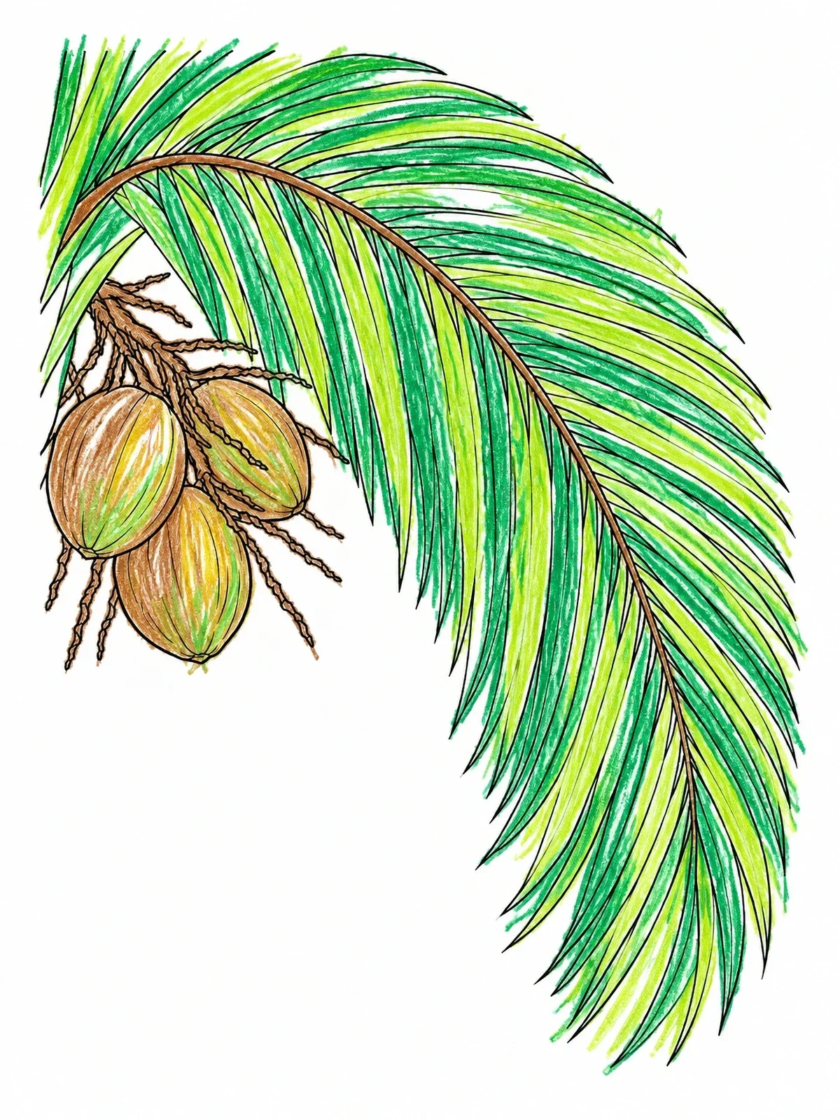 Colored example of the Coconut Palm Frond And Fruit coloring page