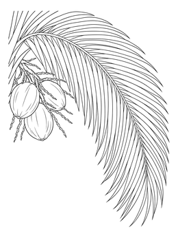 A curving palm branch features on this leaves coloring page alongside ripe coconuts.