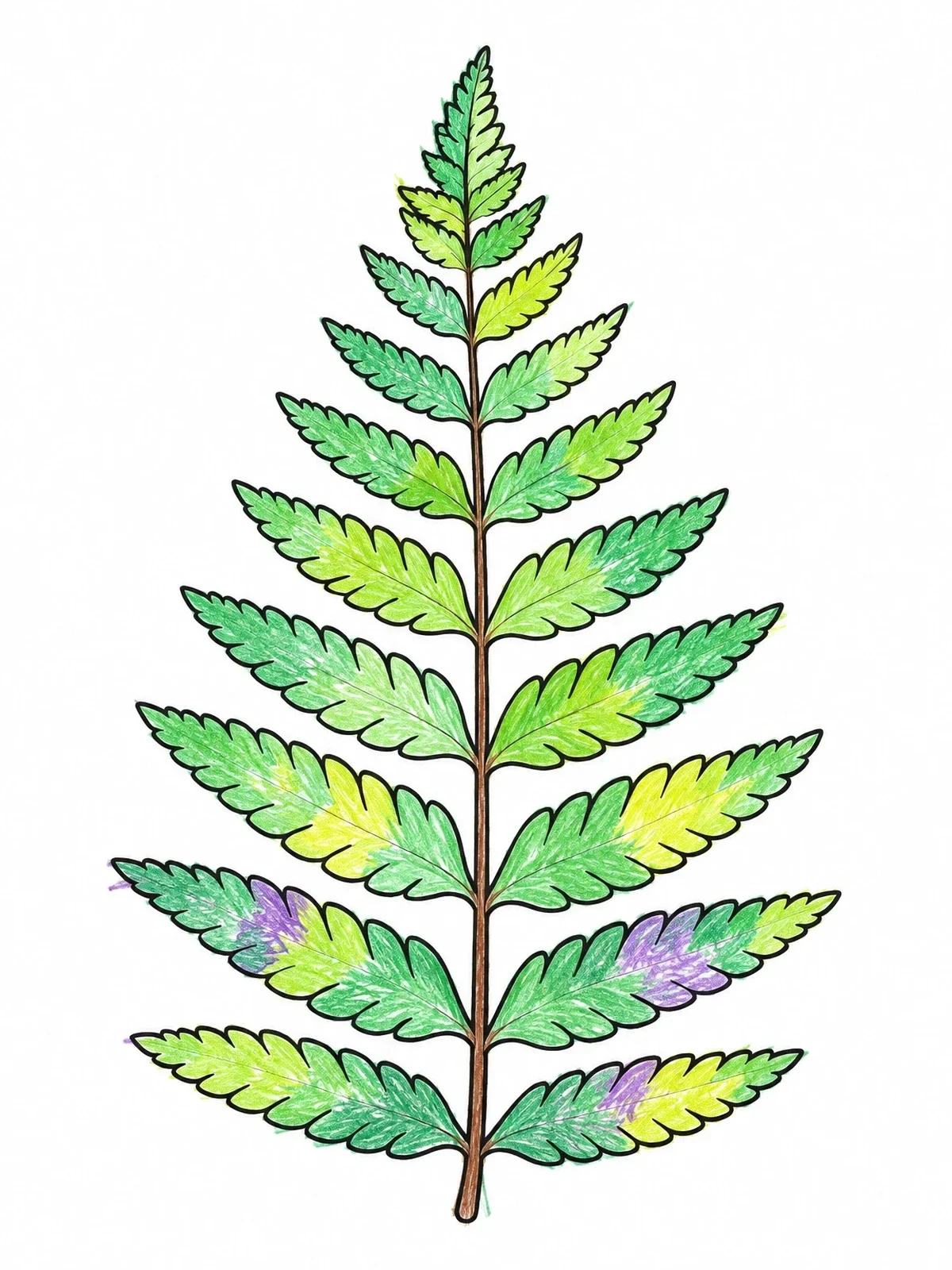 Colored example of the Detailed Fern Frond Leaf Outline coloring page