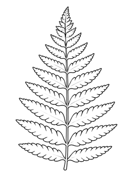 A detailed fern leaves coloring page with symmetrical fronds and clear outlines.