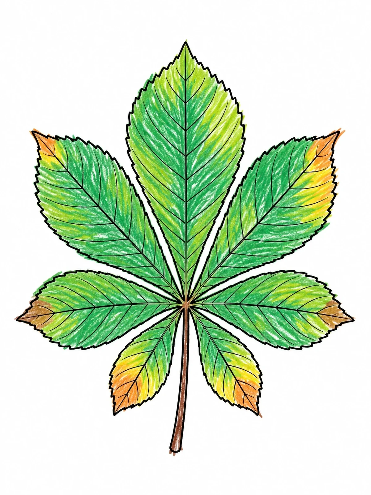 Colored example of the Detailed Horse Chestnut Leaf coloring page
