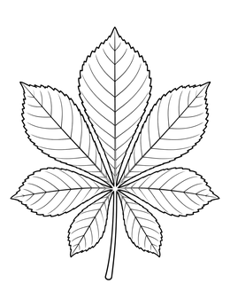 A detailed horse chestnut leaves coloring page with clear veins.