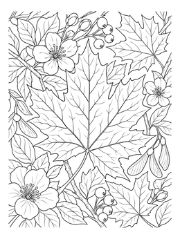 Detailed maple tree leaves coloring page surrounded by delicate blossoms and seeds.