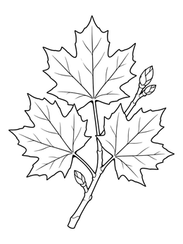 Detailed tree leaves coloring page showing a maple branch with three large leaves and tiny buds.
