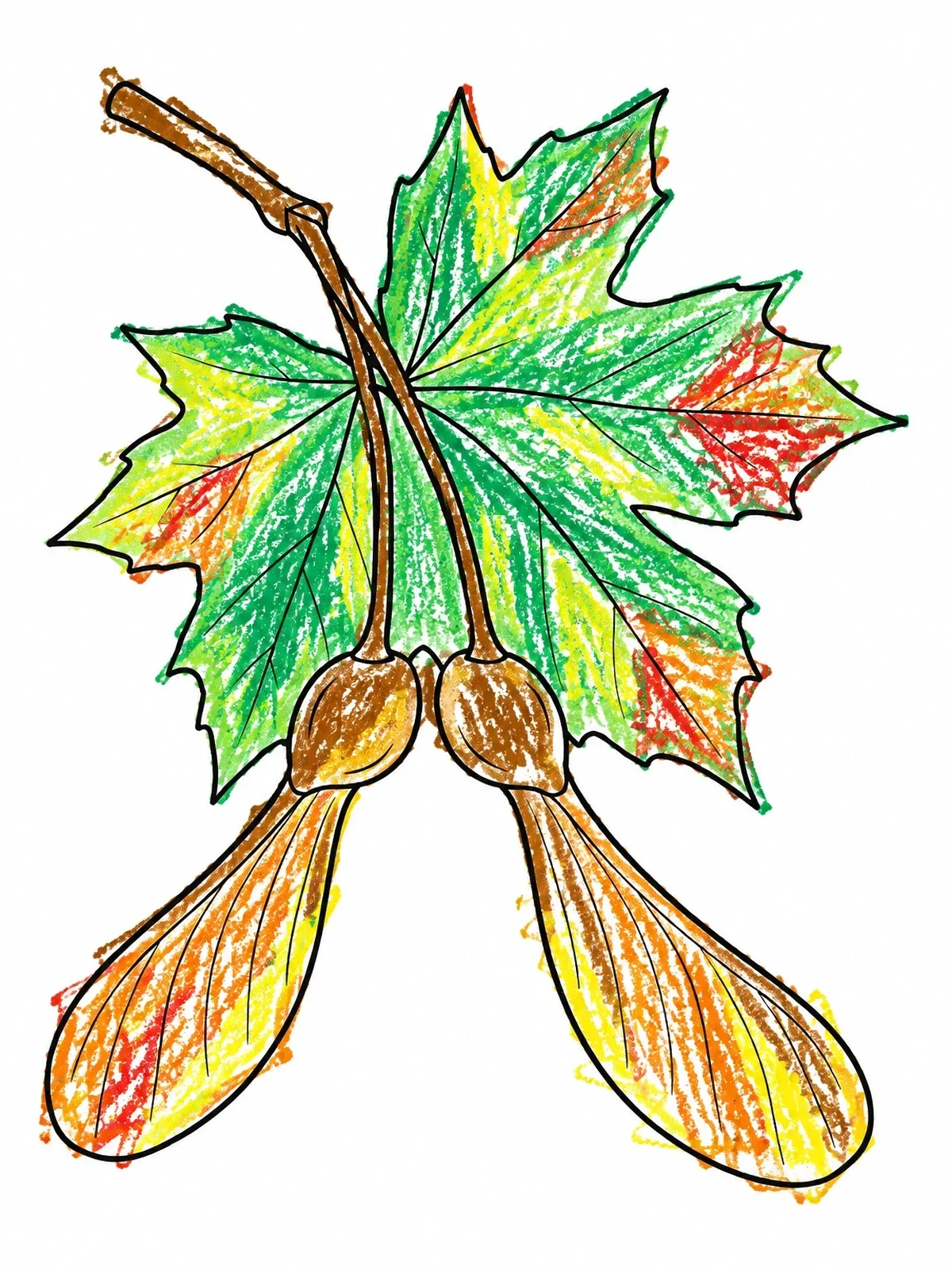Colored example of the Maple Leaf And Winged Samara Seeds coloring page