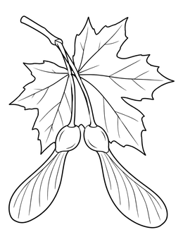 A maple twig with a detailed leaf and winged helicopter seeds on this tree leaves coloring page.