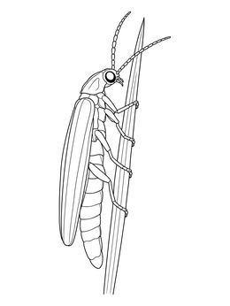 A detailed lightning bugs coloring page showing a firefly perched on a tall blade of grass.