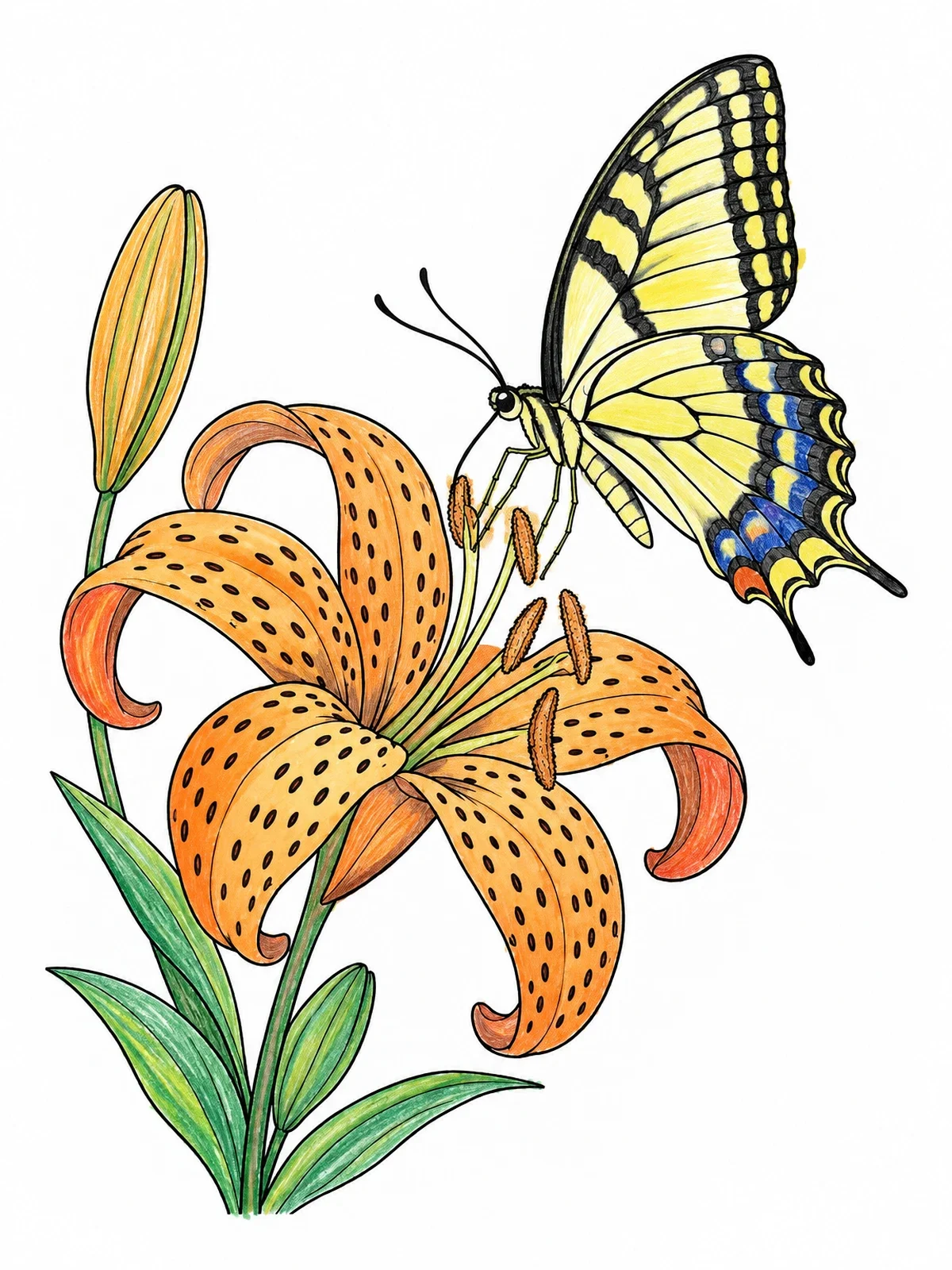 Colored example of the Swallowtail Butterfly On Tiger Lily coloring page