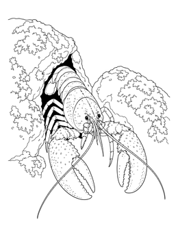 Detailed lobster coloring page showing the crustacean crawling out of a rocky crevice.
