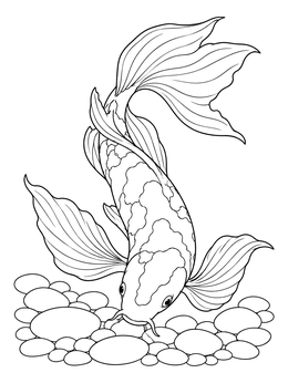 A graceful butterfly koi fish coloring page swimming gently over smooth river stones.