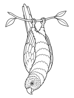 A playful lorikeet coloring page showing a parrot hanging upside down from a leafy twig.