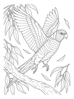 A realistic lorikeet coloring page featuring the parrot taking off near eucalyptus branches.