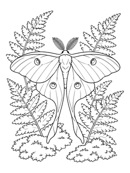 A detailed luna moth coloring page framed by lush woodland ferns and moss.