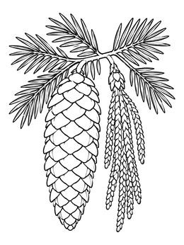 Free printable Maine Pine Cone And Tassel coloring page