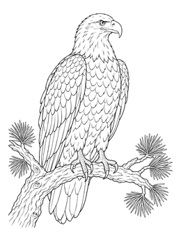A detailed bald eagle coloring page showing a noble eagle perched proudly on a textured pine branch.