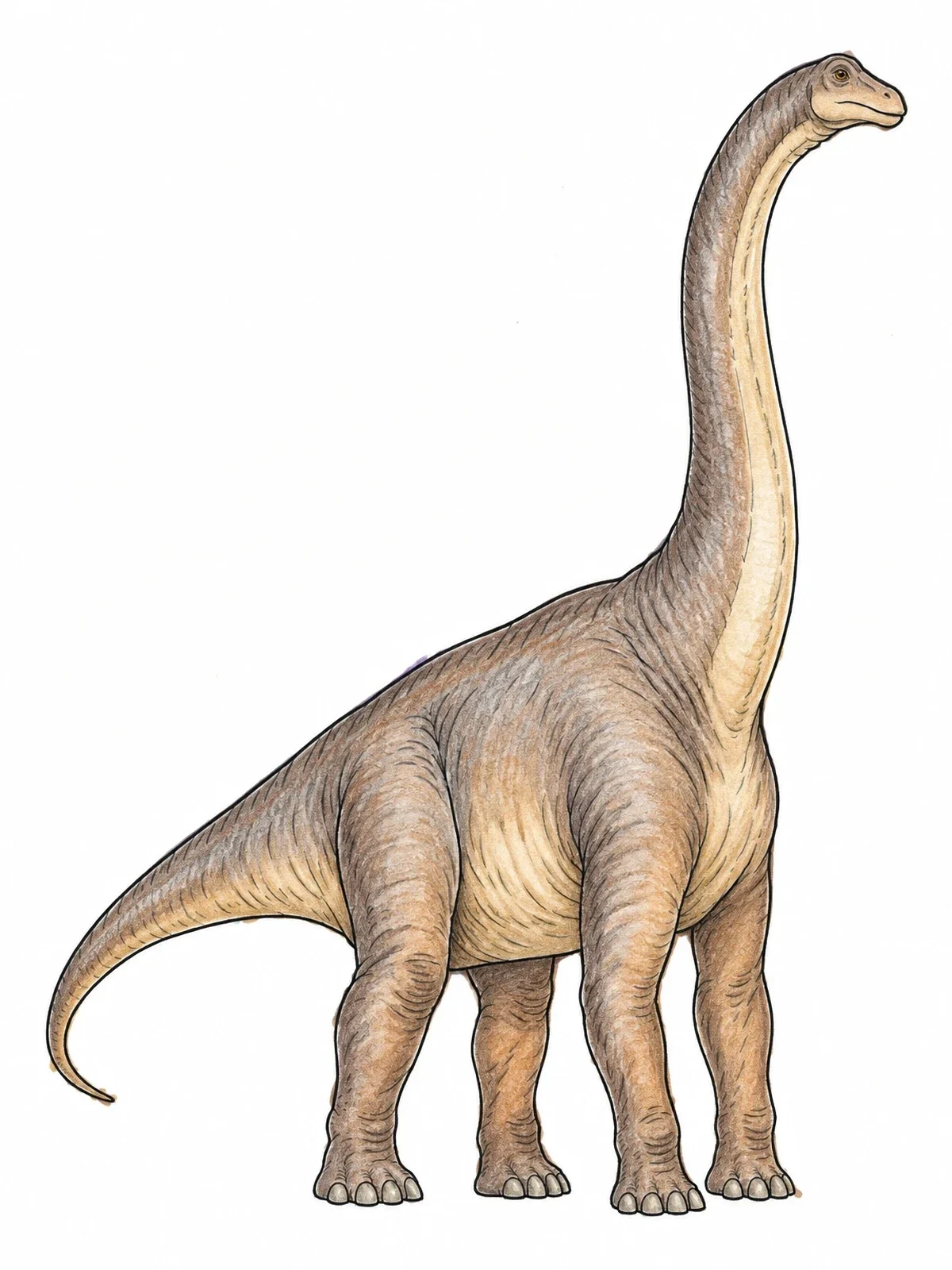 Colored example of the Majestic Brontosaurus In Full Profile coloring page