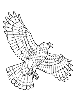 A detailed hawk coloring page featuring a bird of prey soaring with spread wings and sharp talons.