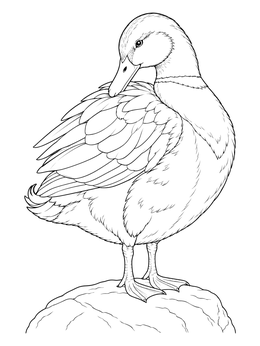A realistic duck coloring page featuring a mallard preening its wing feathers on a rock.