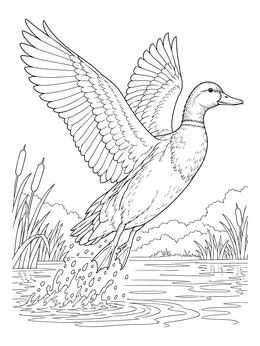 A detailed duck coloring page showing a mallard taking flight over a pond with splashing water.
