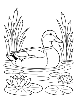 A serene duck coloring page featuring a mallard swimming among blooming water lilies and cattails.