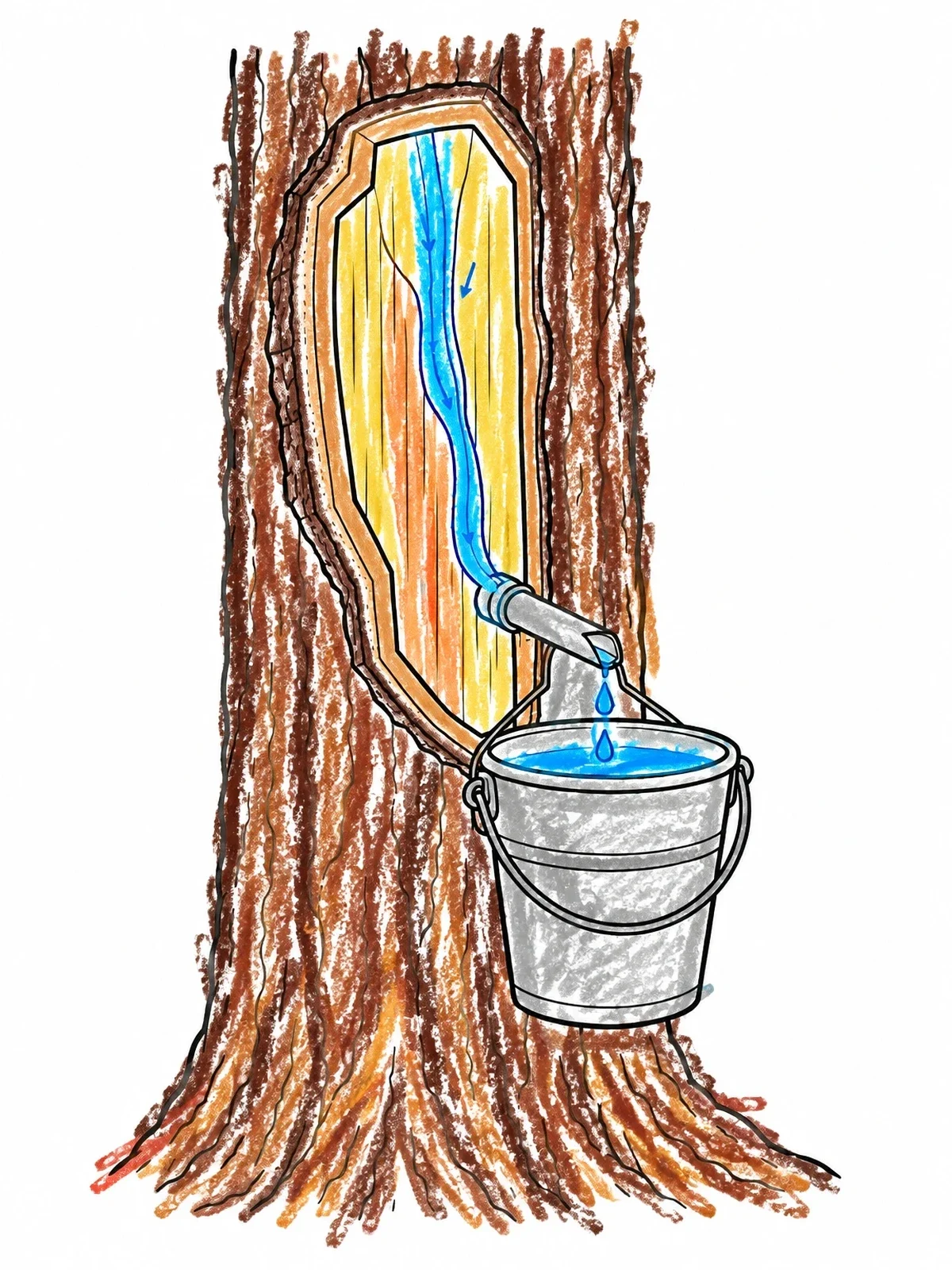Colored example of the Tree Tap And Sap Bucket Cross Section coloring page