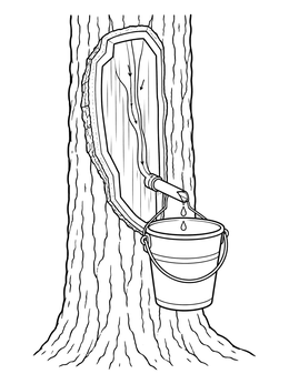 A maple syrup coloring page showing a cross-section of a tree trunk with sap dripping from a spile into a bucket.
