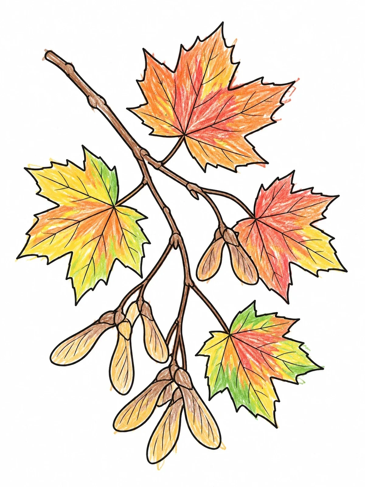 Colored example of the Maple Branch With Seed Pods coloring page