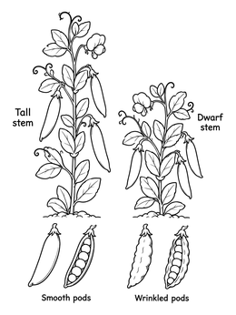 Free printable Mendelian Pea Plant Genetics coloring page