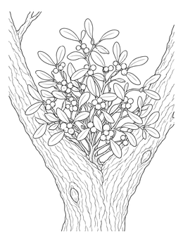 A leafy mistletoe coloring page showing a round bush growing between tree branches.