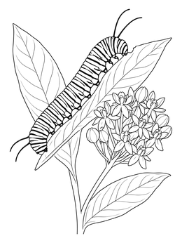 A detailed monarch caterpillar coloring page resting on milkweed leaves next to blooming flowers.