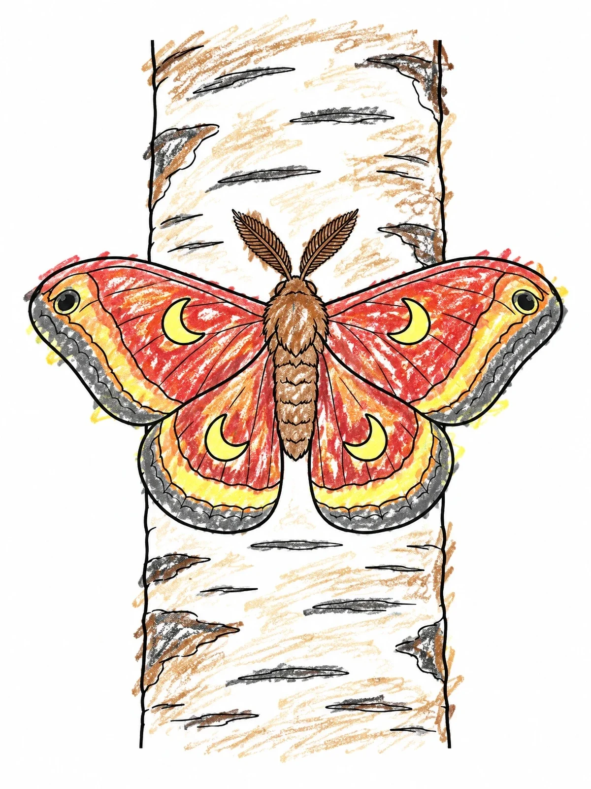 Colored example of the Moth Resting On Birch Trunk coloring page