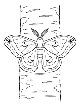 A detailed moth coloring page featuring crescent wing marks on a birch tree trunk.