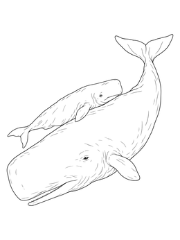 A mother and calf swim together in this realistic sperm whale coloring page.