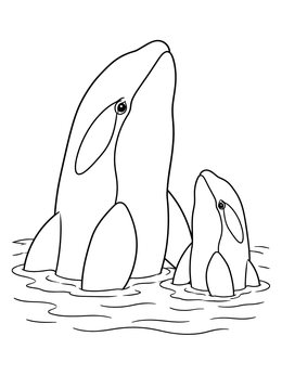 An orca whale coloring page featuring a mother and calf poking their heads out of gentle ocean water.