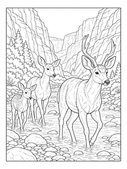 A buck, doe, and fawn wade through a stream in this mule deer coloring page.