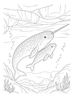 A narwhal coloring page showing a mother narwhal with her calf under an arctic ice shelf.