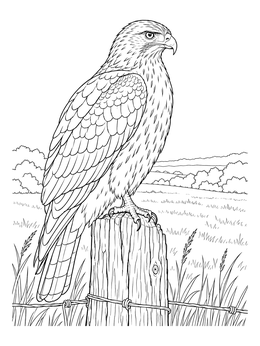 A nature coloring page showing a detailed hawk perched atop a fence post over a wide meadow.